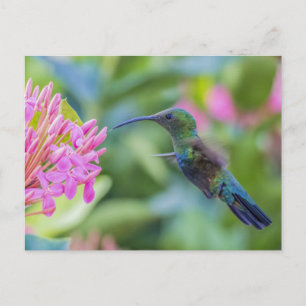Postal Green Throb Carib Hummingbird
