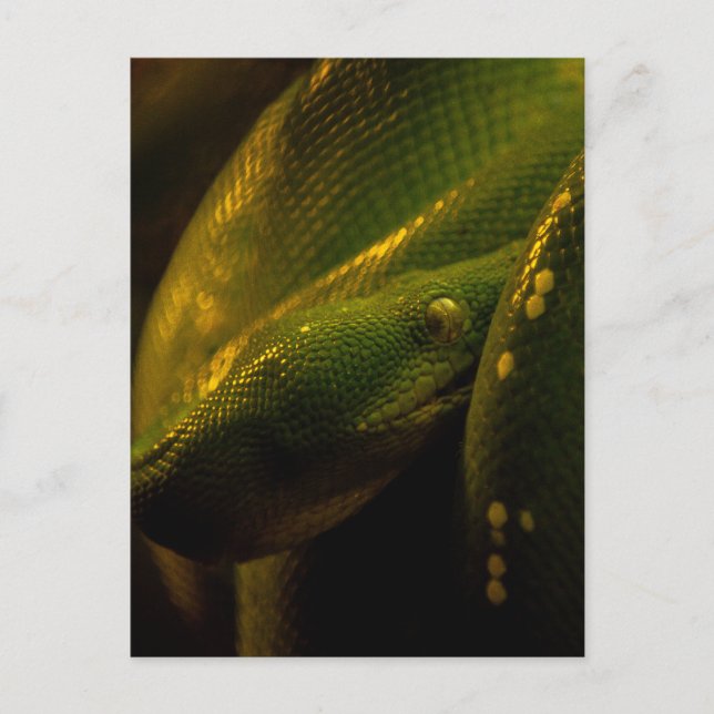 Postal green tree python eye (Anverso)