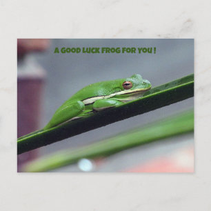 Postal Green Treefrog Good Lucky Postcard