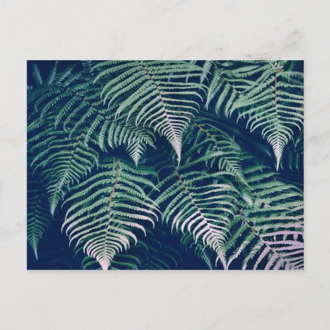 Postal Green Tropical Fern Lees Natural Pattern (Anverso)
