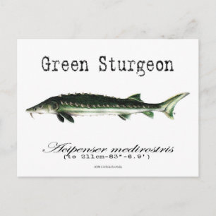 Postal Green-White-Postcard