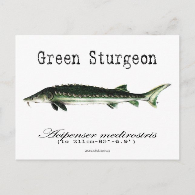 Postal Green-White-Postcard (Anverso)