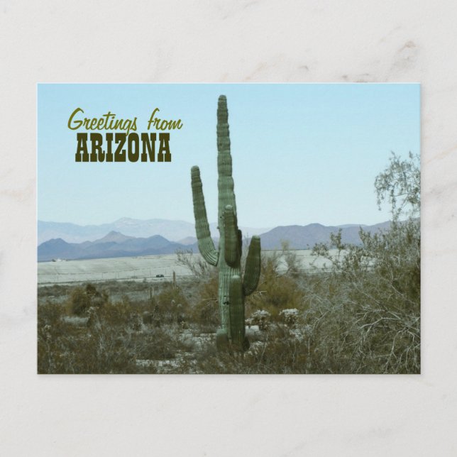 Postal Greetings from Arizona Cactus Travel Postcard (Anverso)