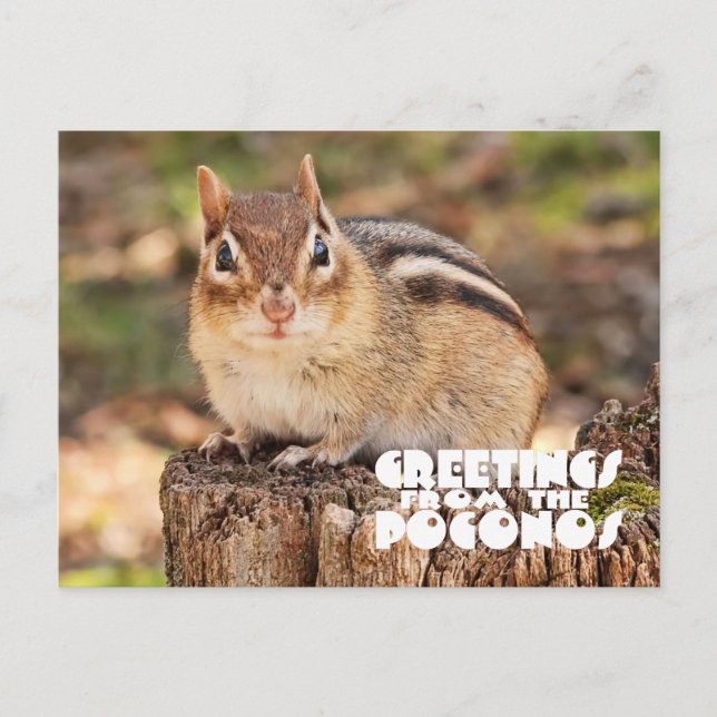 Postal Greetings from the Poconos! Adorable Fat Chipmunk (Anverso)