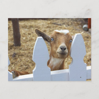 Postal Greetings Goat