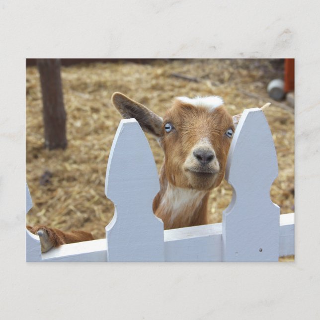 Postal Greetings Goat (Anverso)