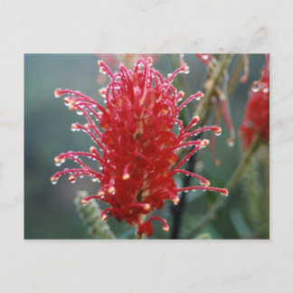 Postal Grevillea
