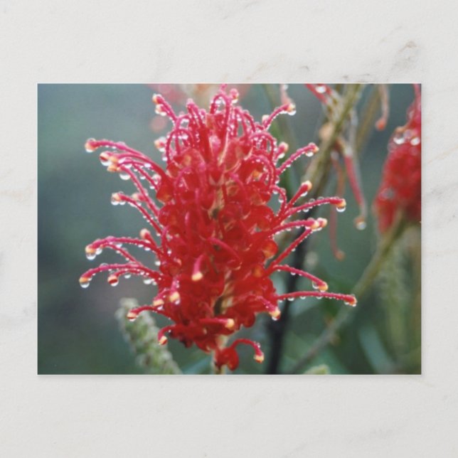 Postal Grevillea (Anverso)