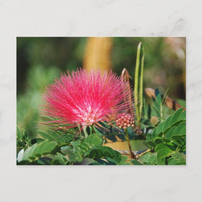 Postal Grevillia (Anverso)