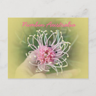 Postal Grevillia Rosa