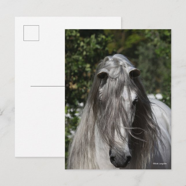 Postal Grey Andalucian Stallion Headshot Long Mane (Anverso / Reverso)