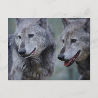 Postal Grey wolf