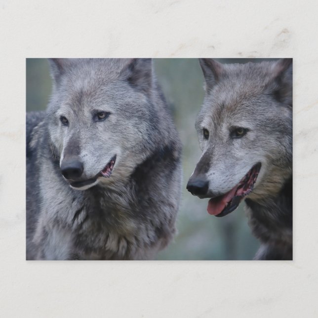 Postal Grey wolf (Anverso)
