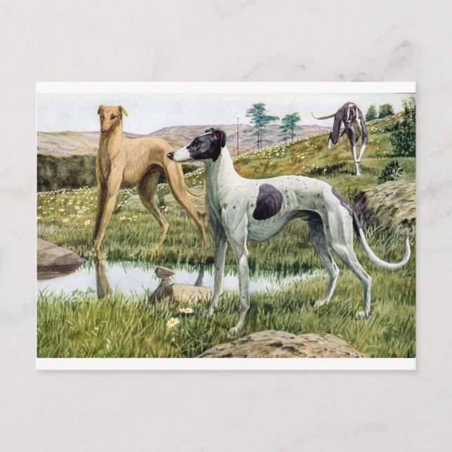 Postal Greyhound (Anverso)