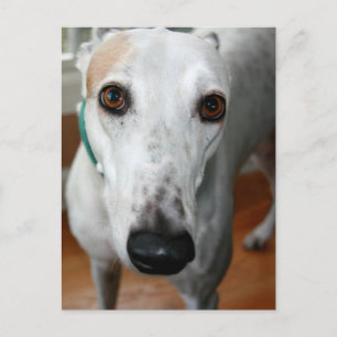 Postal Greyhound de cara grande