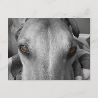 Postal Greyhound Eyes