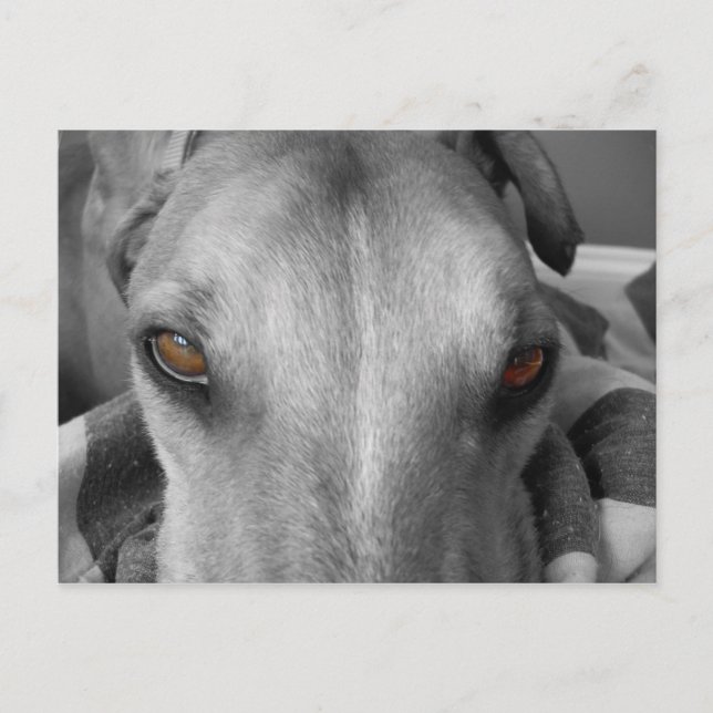 Postal Greyhound Eyes (Anverso)