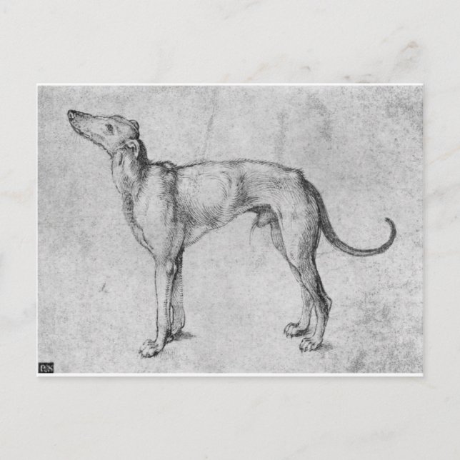 Postal Greyhound por Albrecht Durer (Anverso)
