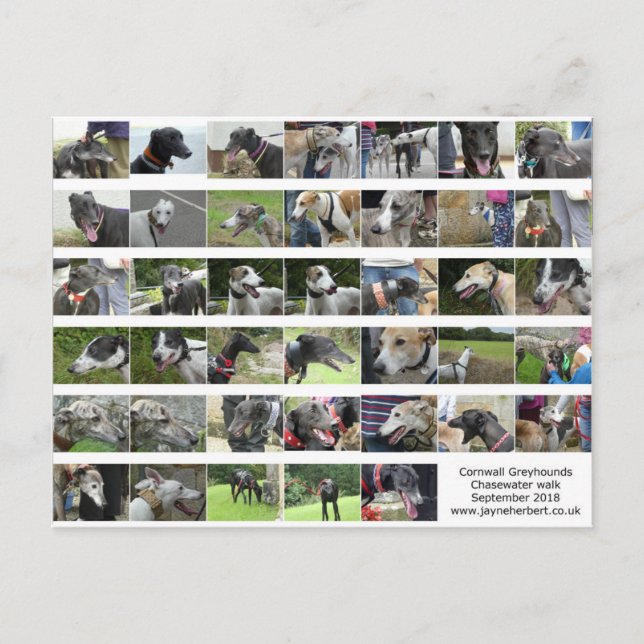 Postal Greyhounds de Cornwall - setiembre de 2018 (Anverso)