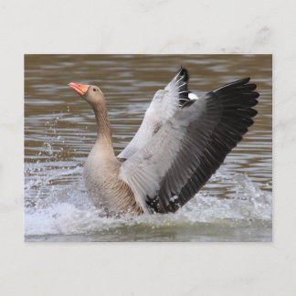 Postal Greylag Geese