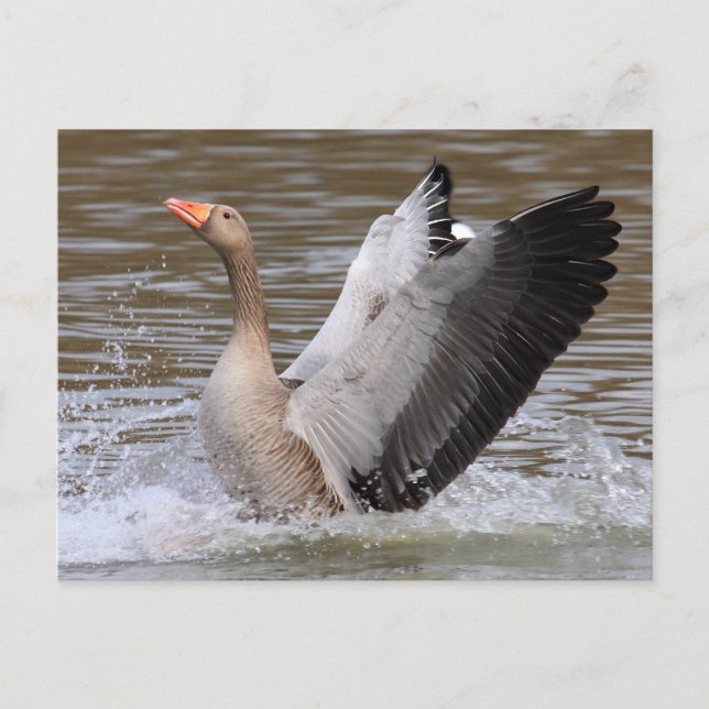 Postal Greylag Geese (Anverso)