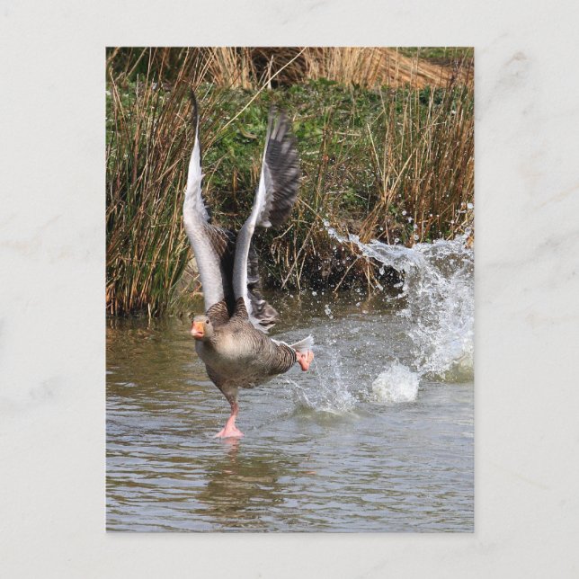 Postal Greylag Geese (Anverso)