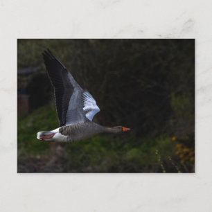 Postal Greylag Geese