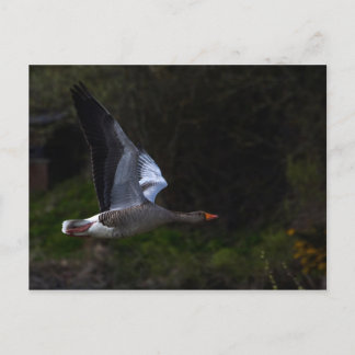 Postal Greylag Geese