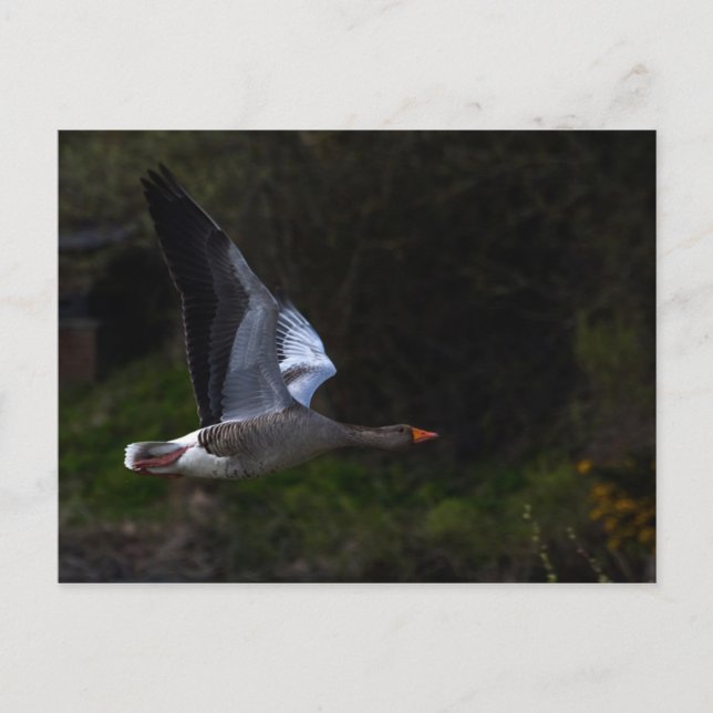 Postal Greylag Geese (Anverso)