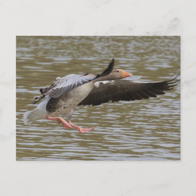 Postal Greylag Geese (Anverso)