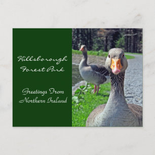 Postal Greylag Geese (Parque Forestal Hillsbrough)