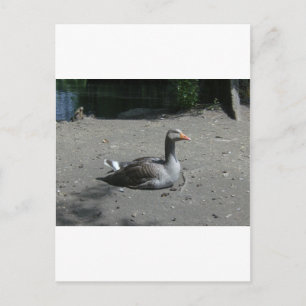 Postal Greylag Goose