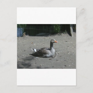 Postal Greylag Goose