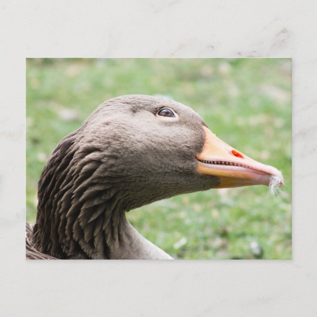 Postal Greylag Goose (Anverso)