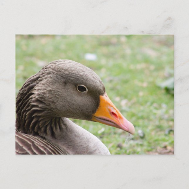 Postal Greylag Goose (Anverso)