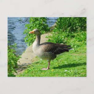 Postal Greylag Goose