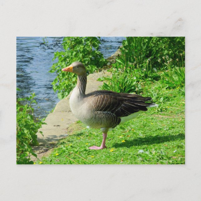 Postal Greylag Goose (Anverso)