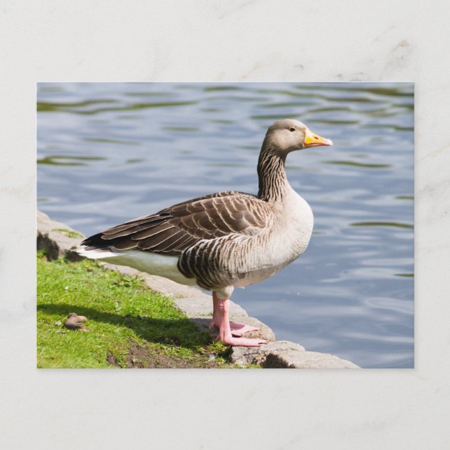 Postal Greylag Goose (Anverso)