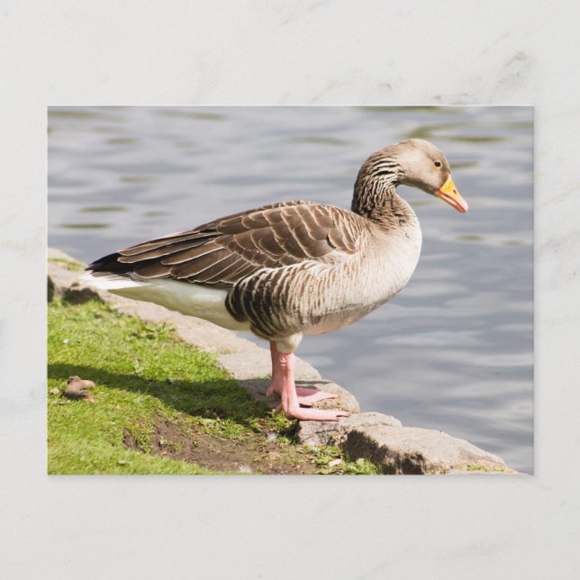 Postal Greylag Goose (Anverso)