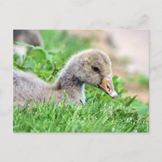 Postal Greylag Goose Gosling