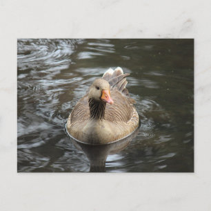 Postal Greylag Goose. Lago Roath Park, Cardiff, Gales