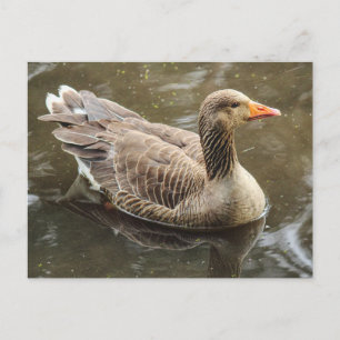 Postal Greylag Goose. Lago Roath Park, Cardiff, Gales Pos