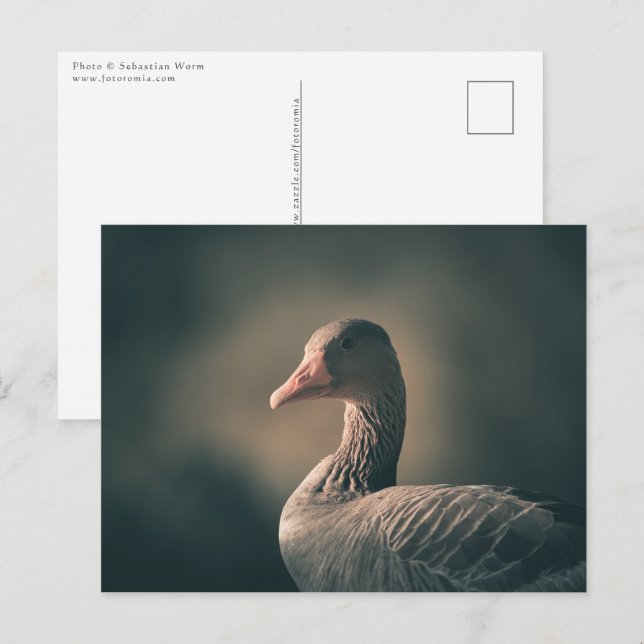 Postal Greylag Goose Nature Foto (Anverso / Reverso)
