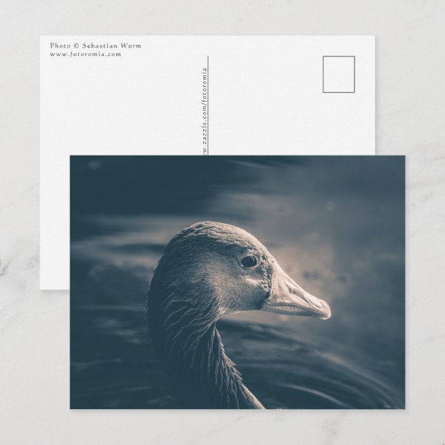 Postal Greylag Goose Nature Foto (Anverso / Reverso)