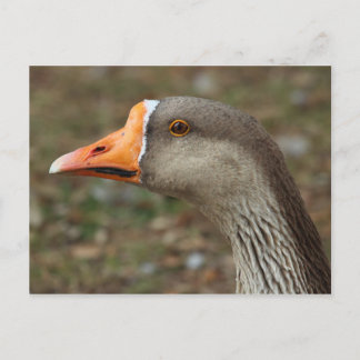 Postal Greylag Swan Goose Cross
