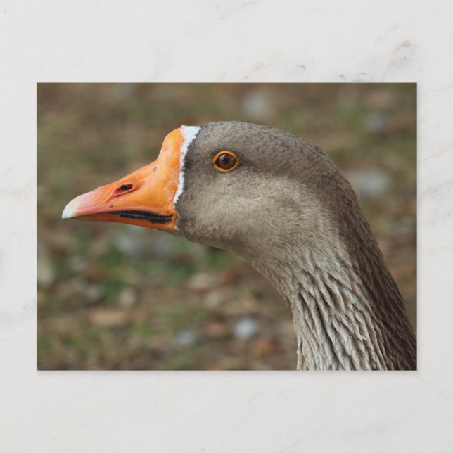 Postal Greylag Swan Goose Cross (Anverso)