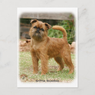 Postal Griffon Bruxellois 9Y406D-078