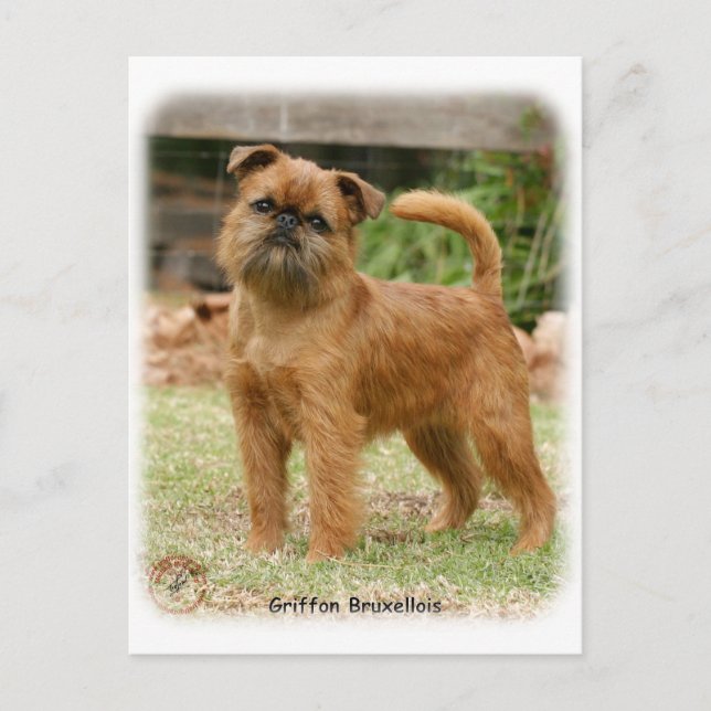 Postal Griffon Bruxellois 9Y406D-078 (Anverso)