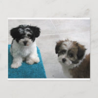 Gris blanco del negro de los perritos del rescate