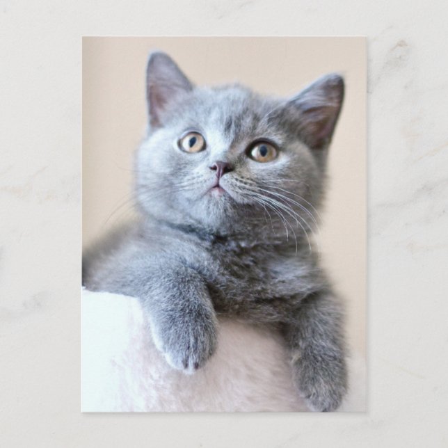 Postal Gris British Shorthair Cat (Anverso)